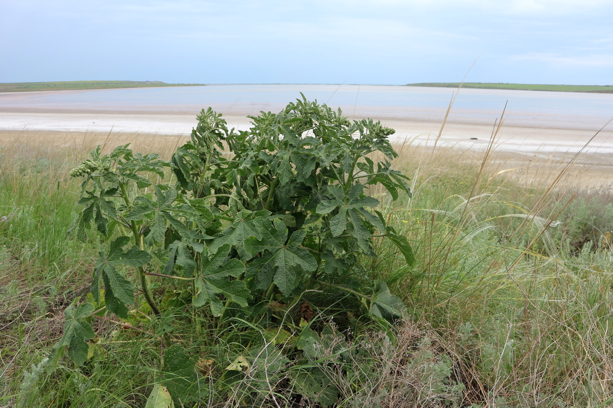 Изображение особи Alcea rugosa.