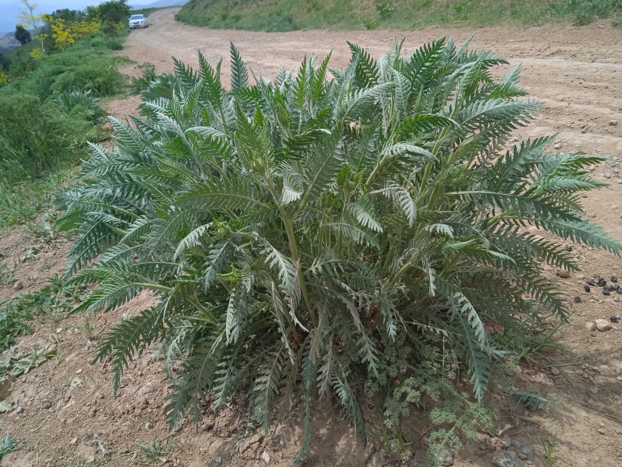 Изображение особи Achillea filipendulina.