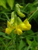 Lathyrus pratensis