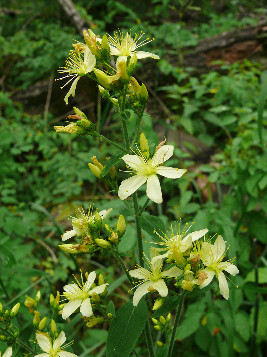 Image of Hypericum hirsutum specimen.