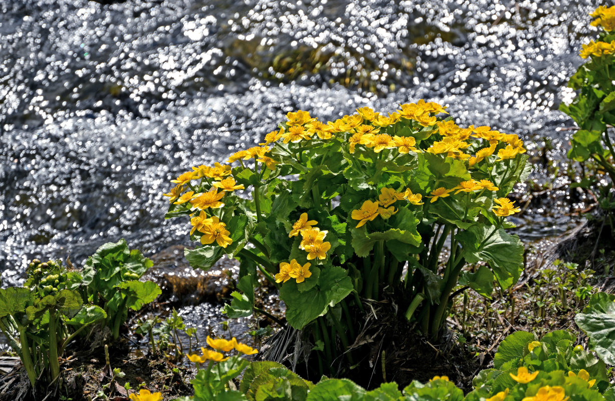 Изображение особи Caltha palustris.