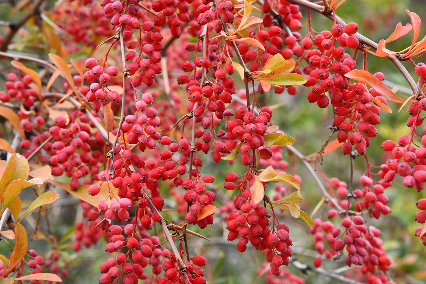 Изображение особи Berberis iliensis.