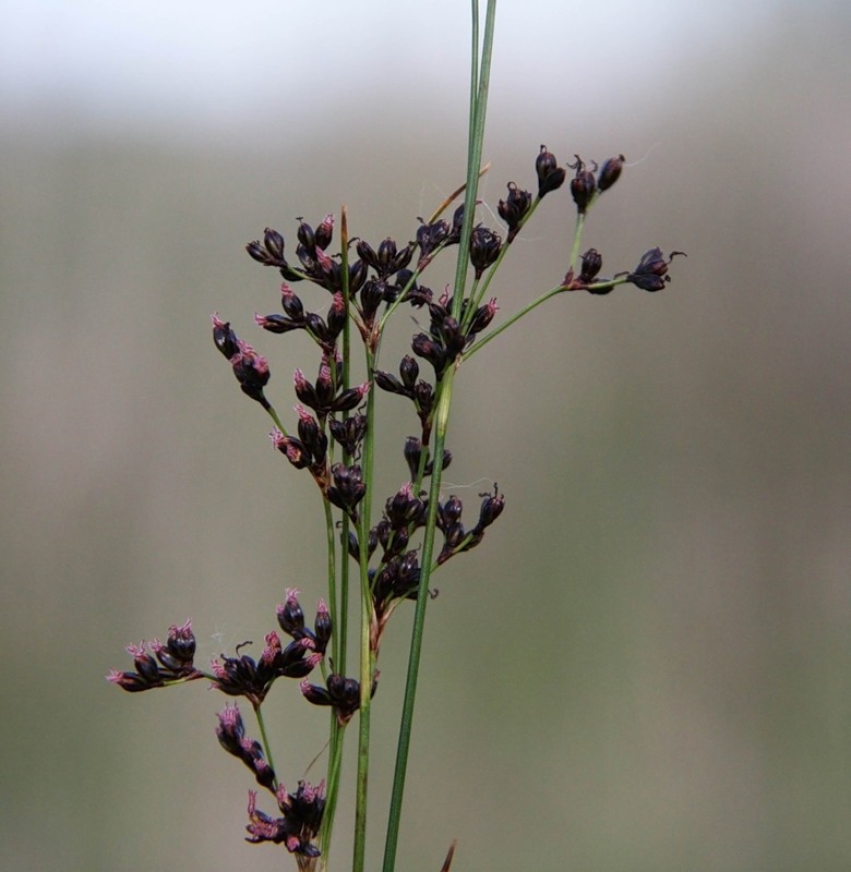 Изображение особи Juncus gerardi.