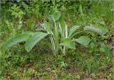 Inula helenium. Вегетирующие растения. Московская обл., Раменский р-н, окр. дер. Хрипань, садовый участок. 24.05.2023.