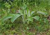 Inula helenium