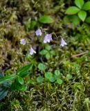 Linnaea borealis. Цветущие растения в сообществе с Vaccinium vitis-idaea, Chamaepericlymenum и мхами. Хабаровский край, р-н им. Полины Осипенко, долина р. Гремячий Лог, смешанный лес. 18.07.2021.