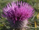 род Cirsium