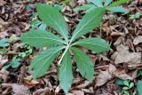 Helleborus caucasicus