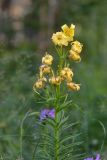 Lilium kesselringianum. Верхушка цветущего растения. Карачаево-Черкесия, Карачаевский р-н, Большой Кавказ, правый борт ущелья Кичкинекол в р-не тропы подъёма на Поляну крокусов, ≈ 2280 м н.у.м., субальпийский луг. 22.07.2023.