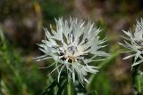 Centaurea cheiranthifolia