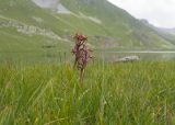 Dactylorhiza euxina. Отцветшие растения. Карачаево-Черкесия, Урупский р-н, хр. Загедан, долина Ацгарских озёр, ≈ 2600 м н.у.м., увлажнённый альпийский луг между средними озёрами. 09.08.2023.