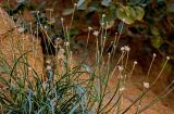 Catananche caerulea. Верхушки побегов с раскрывшимися соплодиями. Марокко, обл. Драа - Тафилалет, окр. г. Тингир, ущелье Тодра, на скале. 02.01.2023.