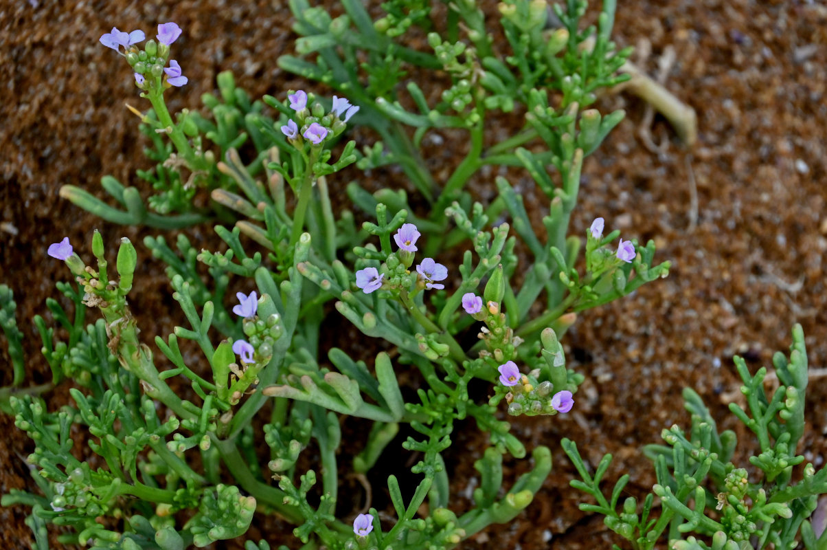 Image of Cakile euxina specimen.