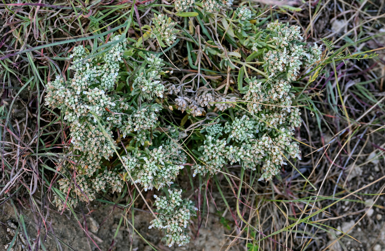 Изображение особи Teucrium capitatum.