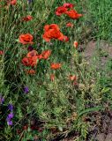 genus Papaver