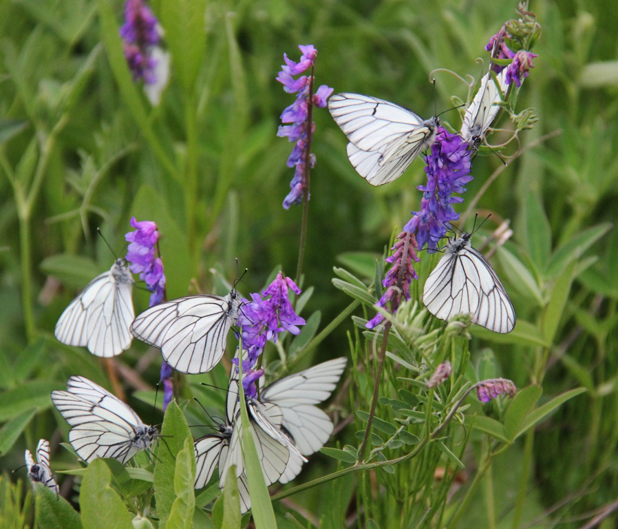 Image of Vicia cracca specimen.
