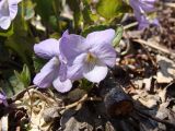 Viola sacchalinensis