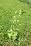 Phlomoides arctiifolia. Цветущие растения. Узбекистан, Кашкадарьинская обл., Китабский р-н, Китабский Государственный геологический заповедник, ≈ 1300 м н.у.м., глинистый склон. 21.05.2024.