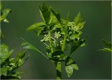 Apium graveolens. Соцветия и листья на верхушке побега. Московская обл., Раменский р-н, окр. дер. Хрипань, садовый участок. 25.07.2024.