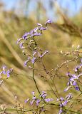 Limonium narbonense. Верхушки цветущих и отцветающих соцветий. Испания, Каталония, пров. Жирона, комарка Альт-Эмпорда, муниципалитет Сан-Педро-Пескадор, устье р. Флувиа, осушенный участок маршевого луга. 19.10.2024.