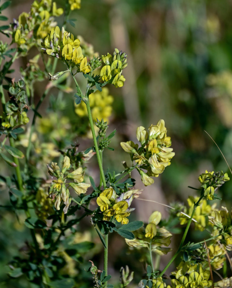 Изображение особи Medicago &times; varia.
