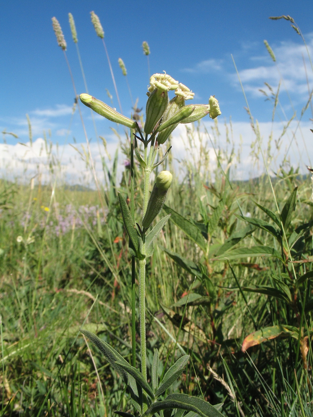 Image of Silene amoena specimen.