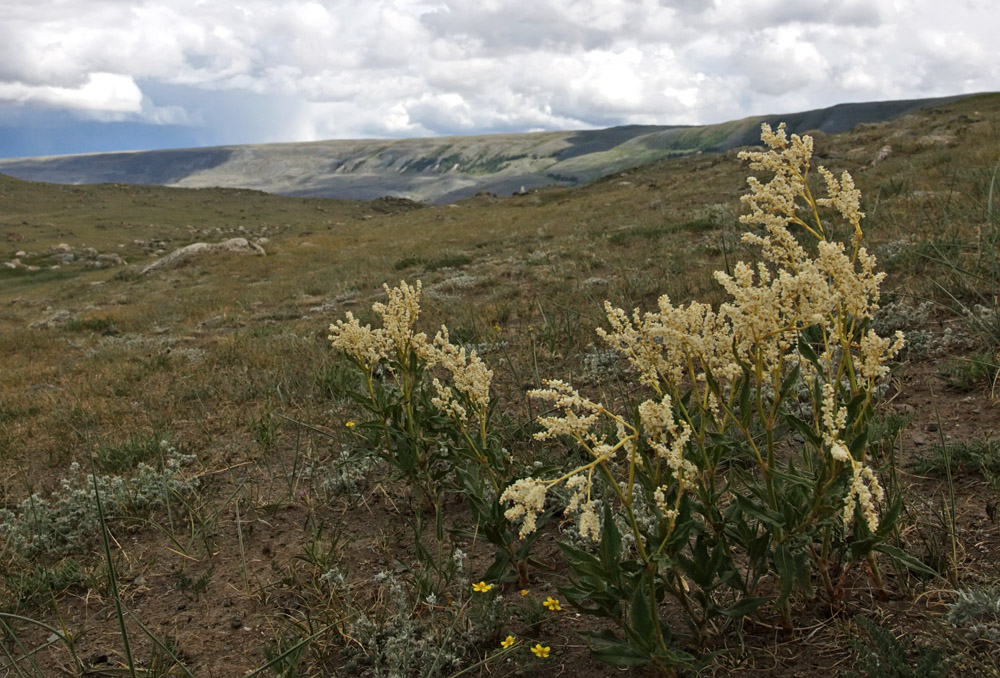 Изображение особи Aconogonon alpinum.