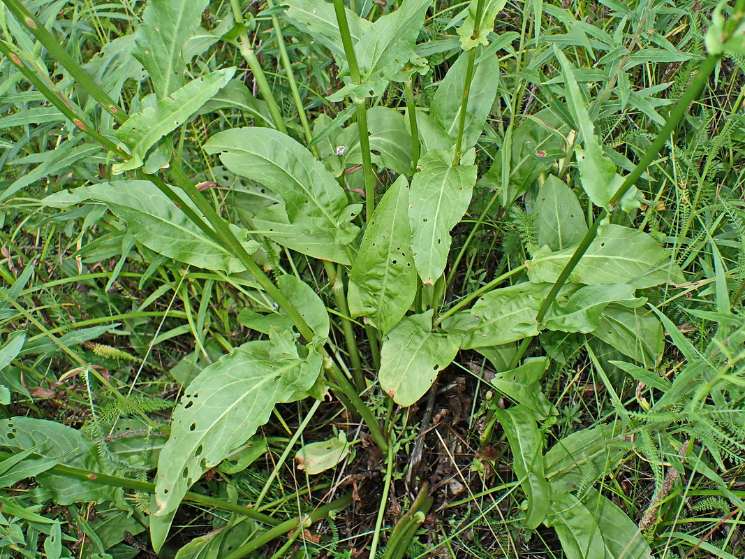 Image of Rumex acetosa specimen.