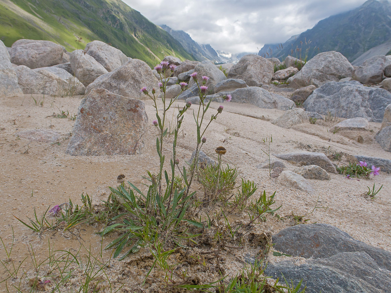 Image of Erigeron acris ssp. botschantzevii specimen.