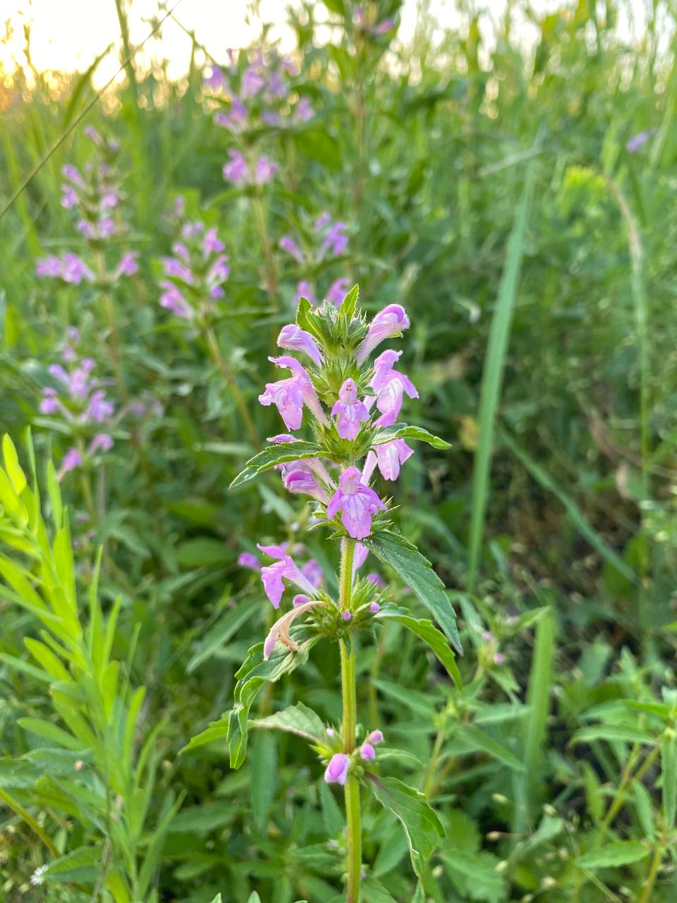 Изображение особи Galeopsis ladanum.