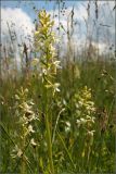 Platanthera bifolia. Соцветия. Тульская обл., Дубенский р-н, окр. с. Протасово, суходольный луг перед лесом Большое Канино. 13.06.2007.