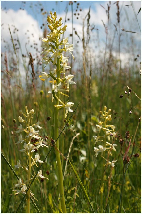 Изображение особи Platanthera bifolia.