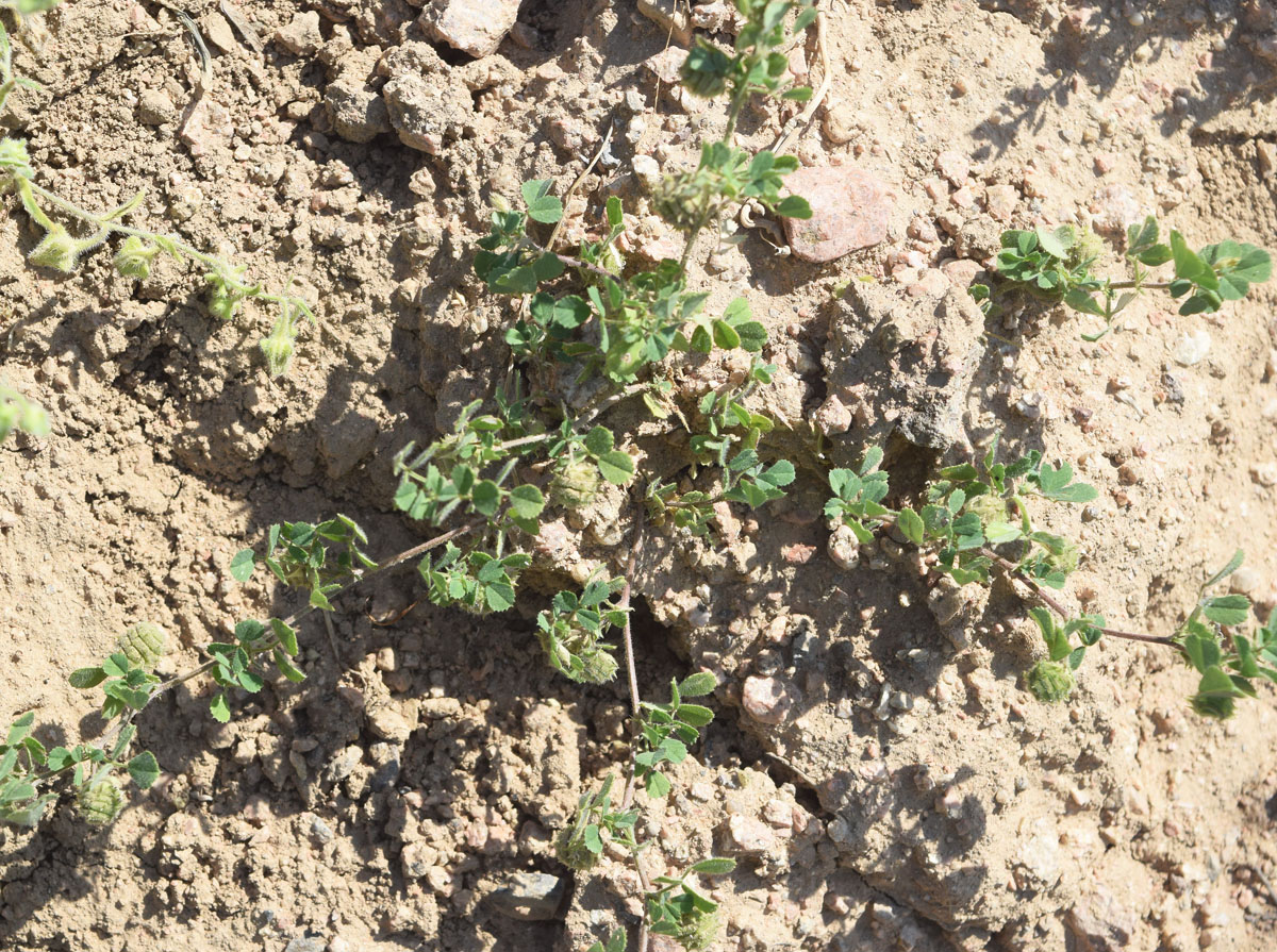 Image of Medicago rigidula specimen.