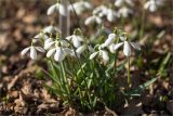 Galanthus plicatus. Цветущее растение. Санкт-Петербург, Ботанический сад Петра Великого, северный двор, цветник. 30.03.2025.