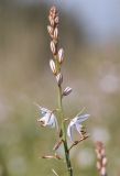Asphodelus fistulosus