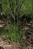Carex depauperata. Цветущее растение. Крым, Севастополь, окр. Балаклавы, Витмерова балка. 02.05.2025.