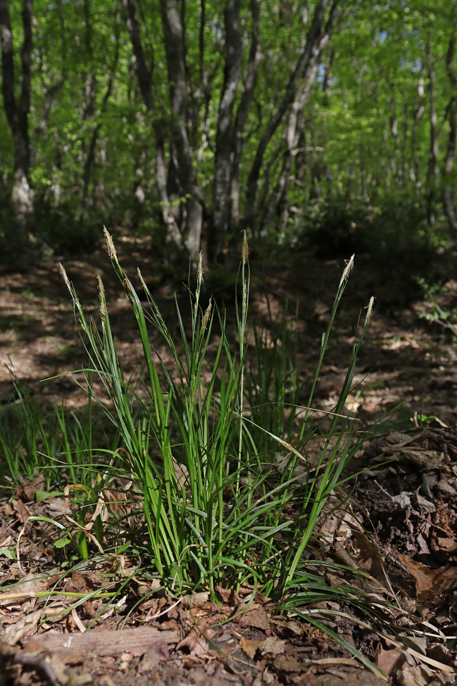 Image of Carex depauperata specimen.