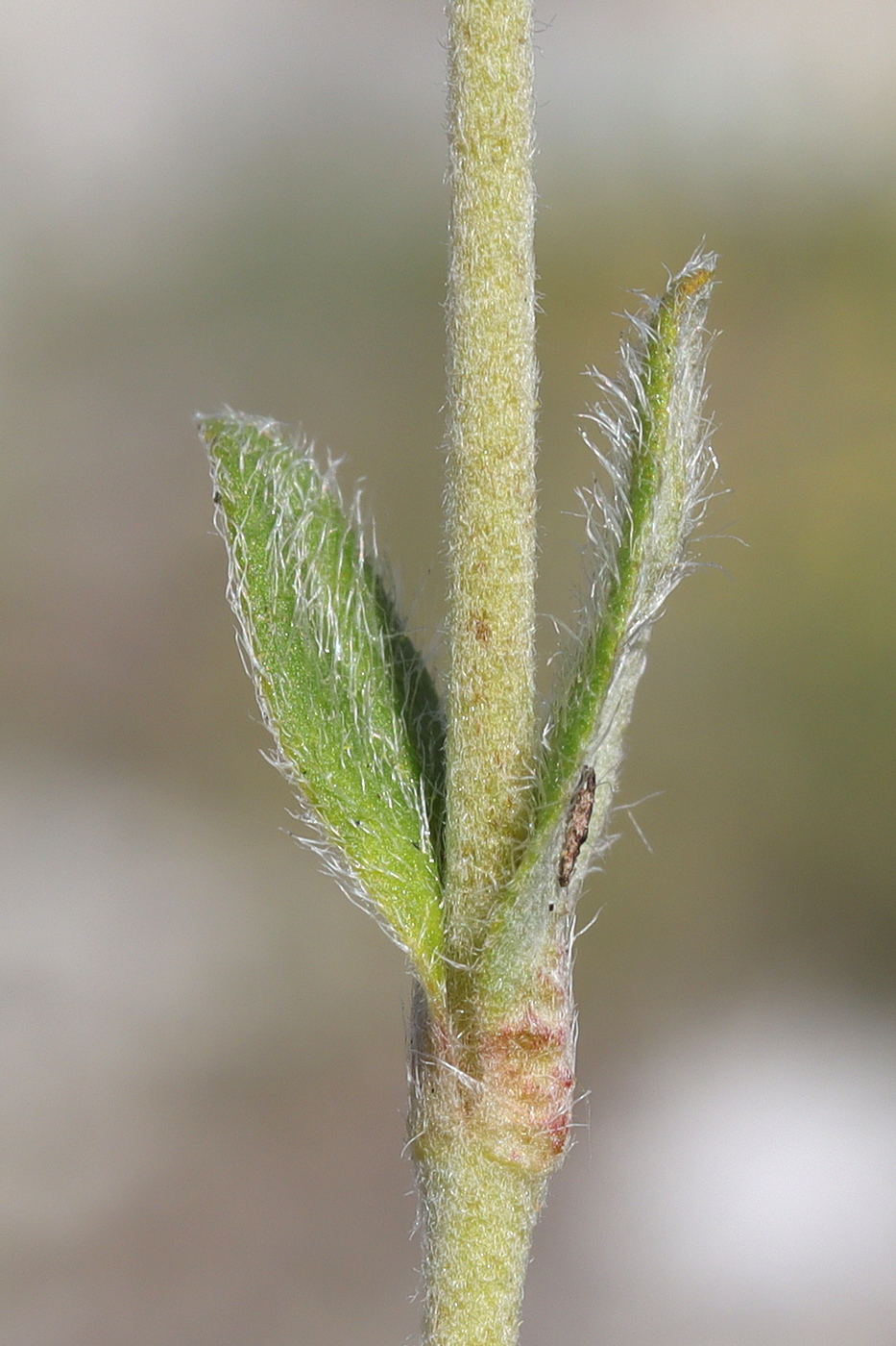 Image of Helianthemum georgicum specimen.