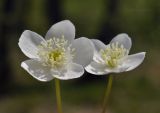 familia Ranunculaceae. Цветки. Приморский край, г. Владивосток, о. Русский, кампус ДВФУ, остатки широколиственного леса. 14.05.2025.