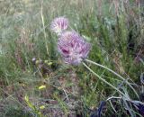 Astragalus lavrenkoi. Соцветие с бутонами. Кыргызстан, южный макросклон Сусамырского хр., горы Загыра близ перевала. 12.05.2025.