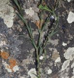 Linum austriacum. Часть побега. Турция, ил Карс, окр. г. Дигор, плоскогорье между Дигорским карьером и ущ.м р. Дигор, луг. 19 мая 2025 г.