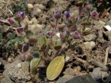 Veronica triloba