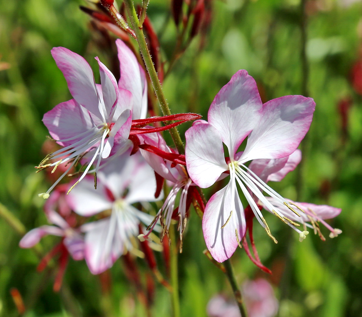 Image of genus Gaura specimen.