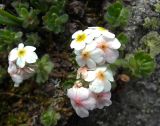 Androsace lehmanniana