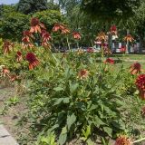 Echinacea purpurea