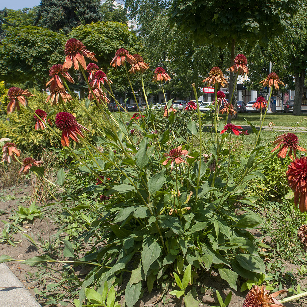 Image of Echinacea purpurea specimen.