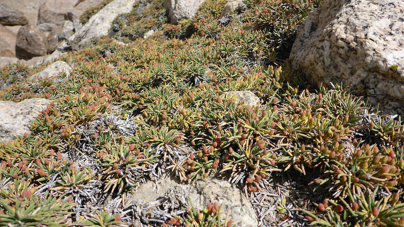 Image of Ephedra fedtschenkoae specimen.