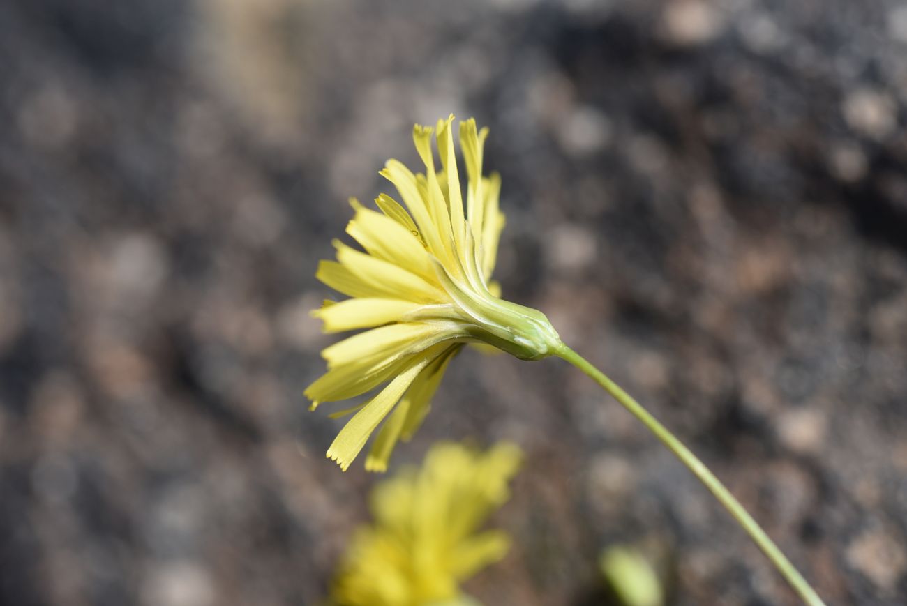 Image of Unknown species specimen.