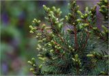 Picea glauca. Часть кроны с начавшими развитие молодыми побегами. Московская обл., Раменский р-н, окр. дер. Хрипань, садовый участок. 01.05.2025.