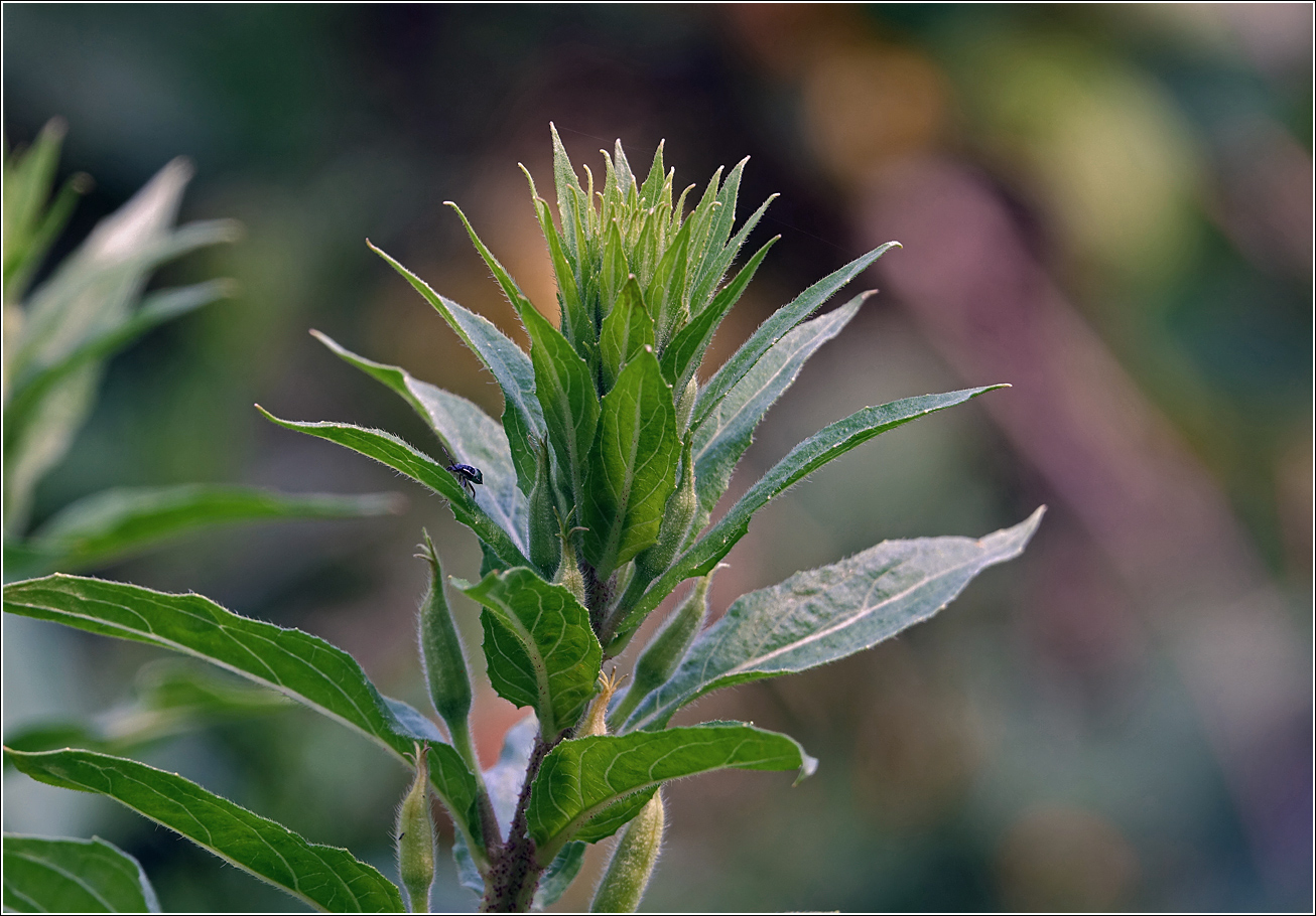 Image of Oenothera rubricaulis specimen.